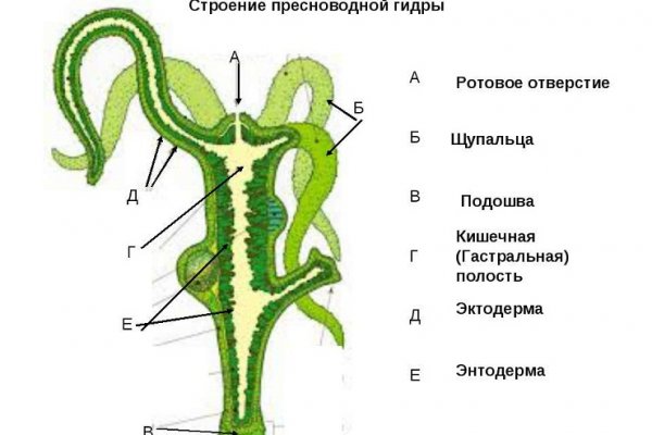 Kraken13 at сайт